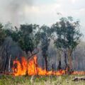 atasi-kebakaran-hutan-dan-lahan,-polisi-kerahkan-belasan-helikopter-pengebom-air