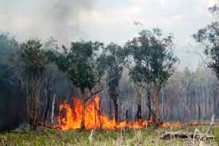 Atasi Kebakaran Hutan dan Lahan, Polisi Kerahkan Belasan Helikopter Pengebom Air