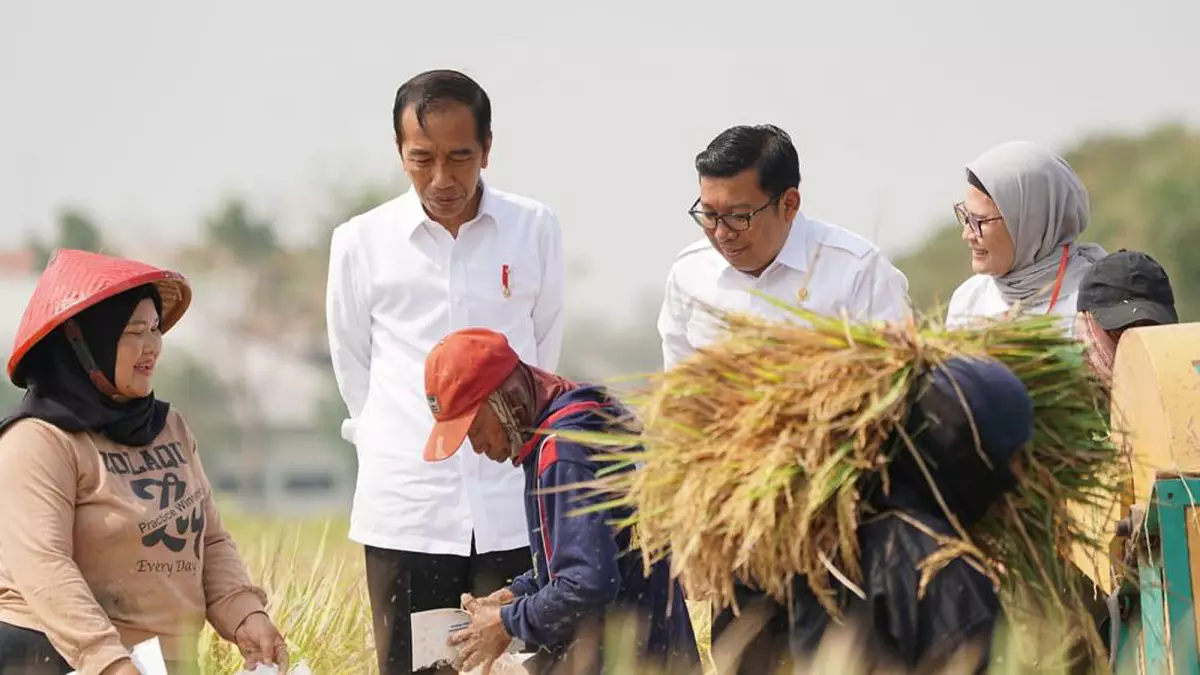 bersama-jokowi-panen-raya-di-indramayu,-plt-mentan-janji-dongkrak-produksi-padi-menjadi-35-juta-ton