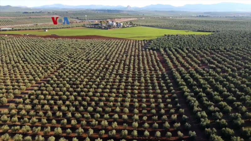 cuaca-ekstrem-menekan-produksi-minyak-zaitun-spanyol