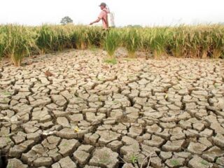 Antisipasi Fenomena El Nino, Ketahanan Pangan Berkelanjutan Harus Sudah Mulai Digalakkan