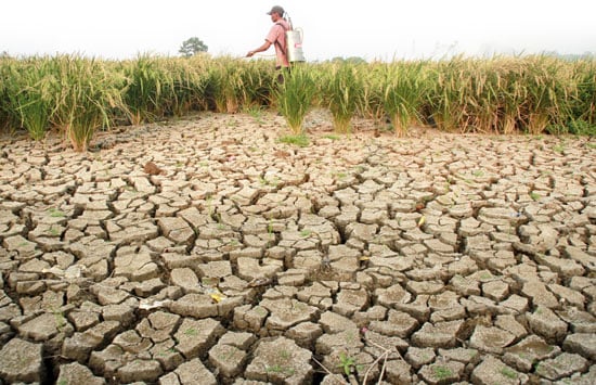 antisipasi-fenomena-el-nino,-ketahanan-pangan-berkelanjutan-harus-sudah-mulai-digalakkan