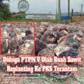 diduga-ptpn.v-olah-buah-sawit-replanting-ke-pks-terantam