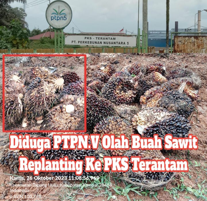 diduga-ptpn.v-olah-buah-sawit-replanting-ke-pks-terantam