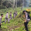 perburuan-ladang-ganja,-polda-sumut-musnahkan-110-ton-ganja