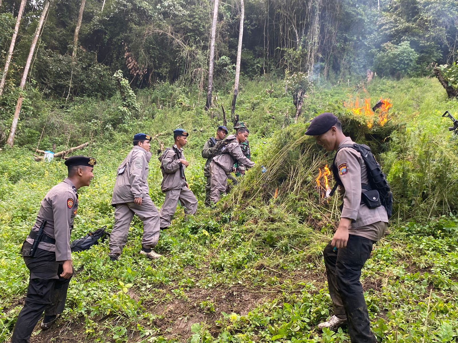 perburuan-ladang-ganja,-polda-sumut-musnahkan-110-ton-ganja