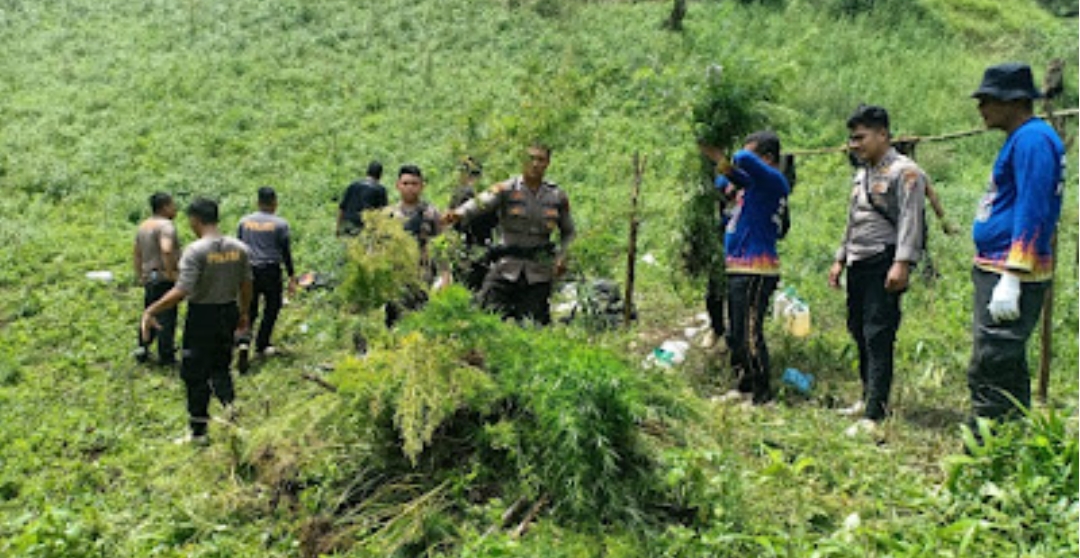 polres-madina-berhasil-musnahkan-5-hektare-ladang-ganja-siap-panen