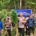 Kapolres Madina, Pimpin Langsung Pemusnahan Ladang Ganja Seluas 5 Hektare  di Perbukitan Tor Sihite Sumut Holbung 