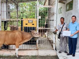 Pemda Nisut Serahkan Hewan Qurban Di Beberapa Mesjid