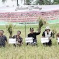 bupati-nisbar-bersama-petani-ingin-maju-gelar-panen-perdana