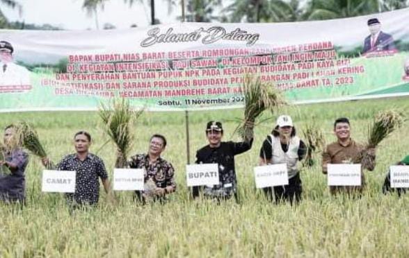 bupati-nisbar-bersama-petani-ingin-maju-gelar-panen-perdana