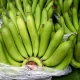 warga-bantaeng-harap-tanaman-pisang-cavendish-ubah-perekonomian-petani