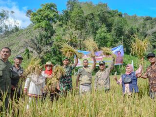 Pj. Walikota lakukan Panen Padi Sawah dari Kelompok Karya Tani di Kelurahan Silandit