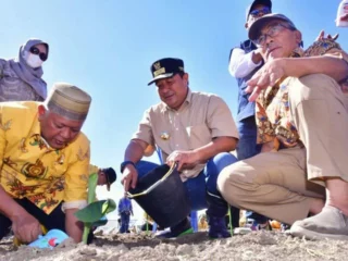 Bupati Soppeng Tancap Gas Tanam Pisang Cavendish di Lahan 15 Ha