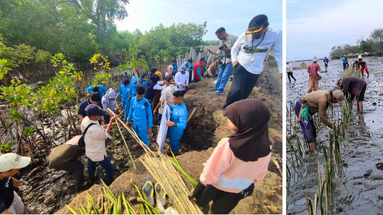 lestarikan-pesisir-di-hari-nusantara,-dkp-sulsel-tanam-78-ribu-mangrove-di-bone