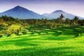 sektor-pertanian-di-luwu-utara-bagaikan-akar-tanaman,-harus-dijaga-kesuburannya