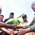 tanam-perdana-pisang-cavendish-di-lutim,-petani-terharu-terima-bantuan-bibit