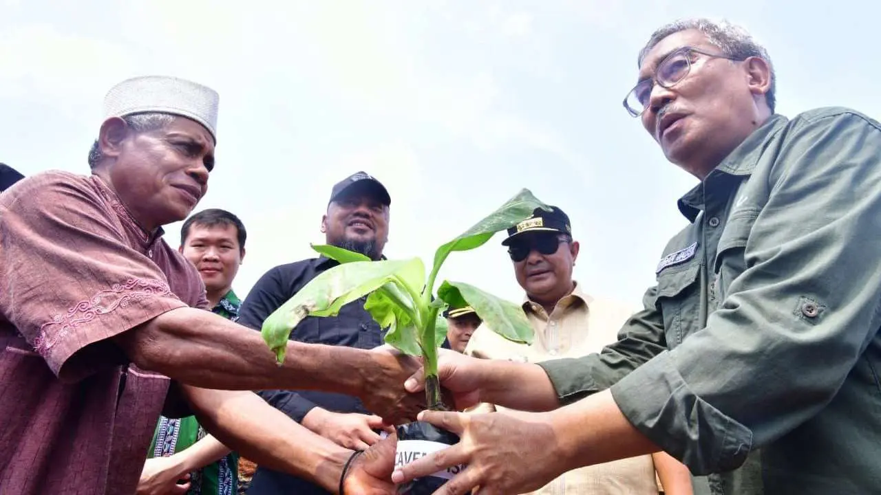 tanam-perdana-pisang-cavendish-di-lutim,-petani-terharu-terima-bantuan-bibit