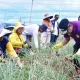 petani-bawang-enrekang-antusias-bertemu-pj-gubernur-sulsel