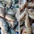 pemprov-sulsel-bakal-bagi-100-juta-bibit-ikan-udang-gratis-hingga-bangun-68-ribu-unit-rumpon