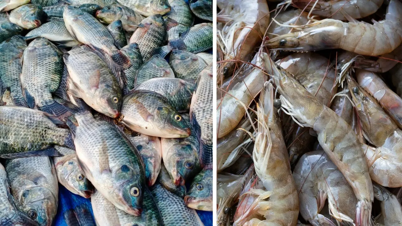 pemprov-sulsel-bakal-bagi-100-juta-bibit-ikan-udang-gratis-hingga-bangun-68-ribu-unit-rumpon