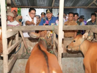 Pemprov Sulsel Dorong Inseminasi Buatan, Limbah Cavendish Jadi Alternatif Pakan Ternak