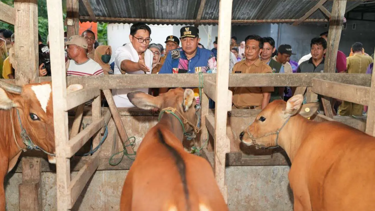 pemprov-sulsel-dorong-inseminasi-buatan,-limbah-cavendish-jadi-alternatif-pakan-ternak