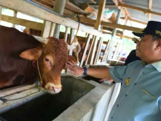 Inseminasi Buatan Jadi Harapan Baru Peternak Bulukumba untuk Tingkatkan Produksi