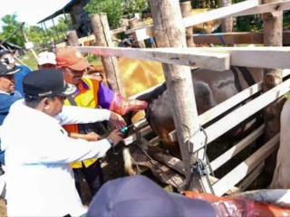 Miliki Populasi Sapi Tertinggi Kedua di Sulsel, Wajo Genjot Inseminasi Buatan