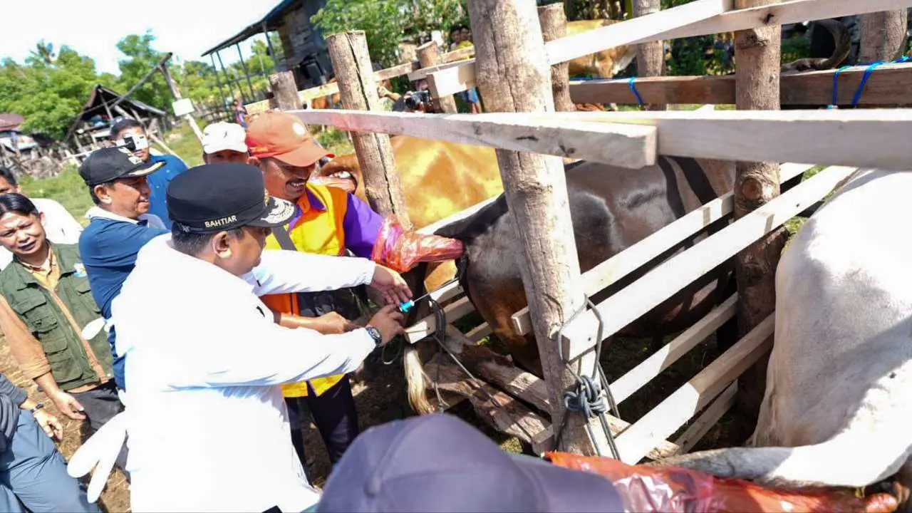 miliki-populasi-sapi-tertinggi-kedua-di-sulsel,-wajo-genjot-inseminasi-buatan