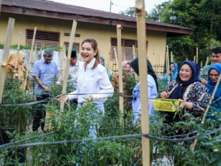 Bersama Kelompok Tani, Ketua TP PKK Kota Medan Panen Cabai Merah