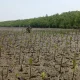 Kembangkan Situs Belajar Rehabilitasi Mangrove di Makassar, Ini Catatan Menariknya