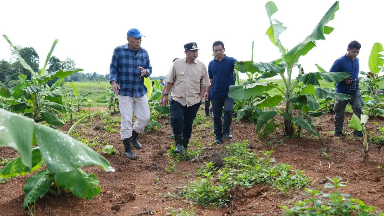 empat-bulan-lagi-pisang-cavendish-di-mare-akan-dipanen