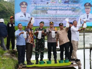 pj-gubernur-sulsel—ketua-tp-pkk-sofha-marwah-bahtiar-tebar-benih-udang-vaname,-tanam-pisang-cavendish