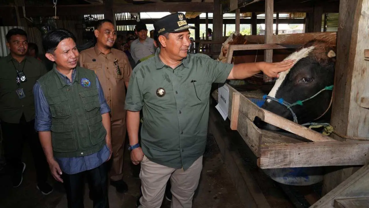 pj-gubernur-sulsel-serius-tingkatkan-produksi-ternak,-inseminasi-buatan-juga-dilakukan-di-sidrap-barru