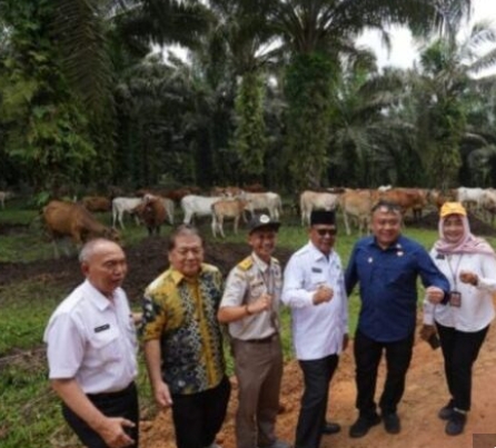 gubernur-kalsel-berusaha-wujudkan-swasembada-daging-lewat-program-siska-ku-intip