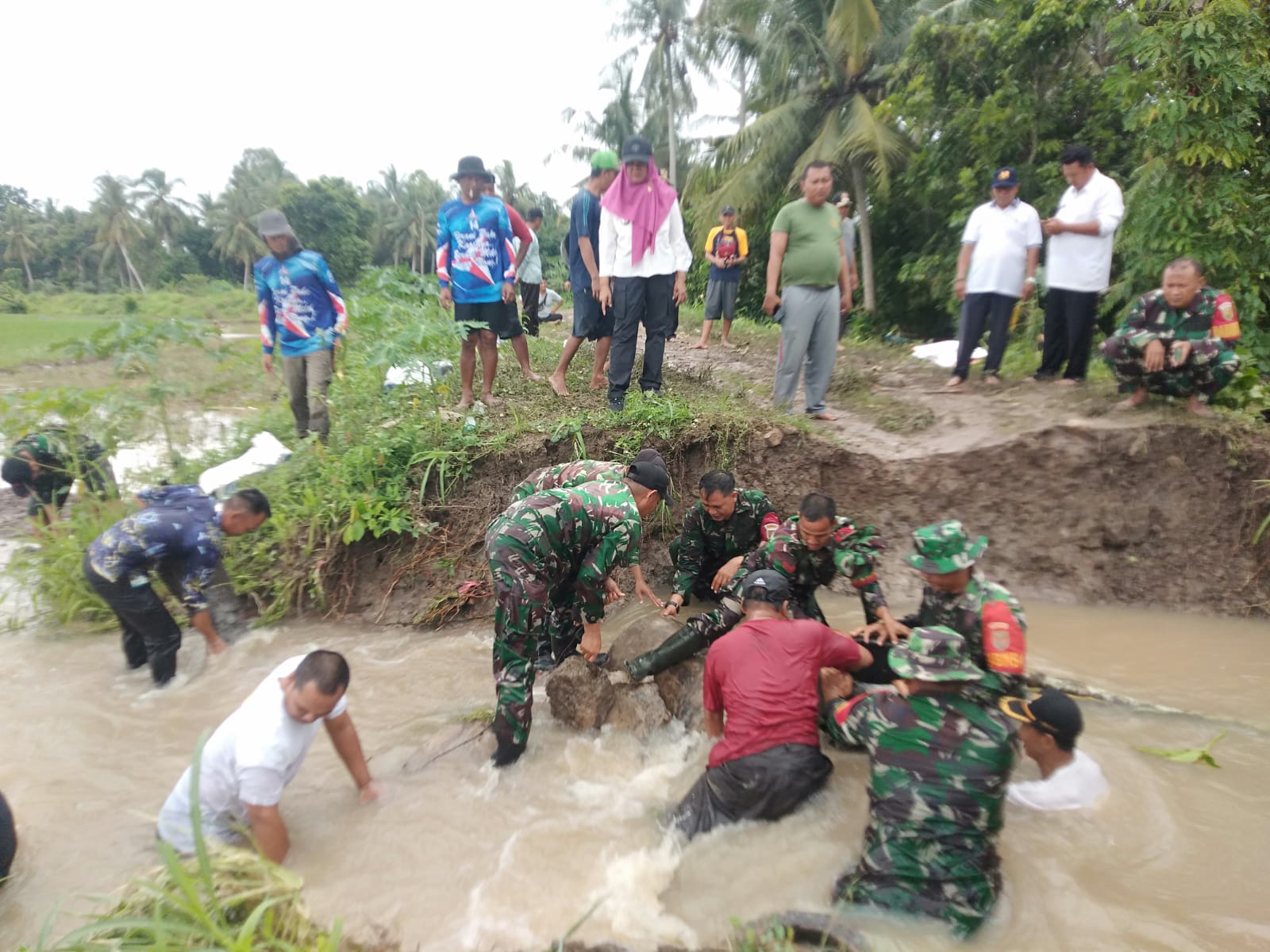 tanggul-sungai-way-pisang-jebol-ribuan-hektar-tanaman-padi-terancam-kerendam-koramil-421-08-pls,-turunkan-babinsa