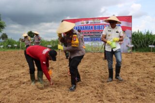 Polres Pamekasan Sinergi Dengan Pemdes Bajang Kecamatan Pakong, Wujudkan Ketahanan Pangan Dengan Memanfaatkan Lahan Tidur.