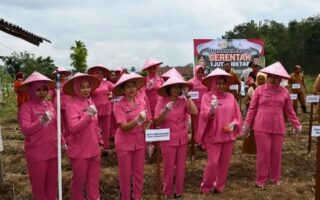 Pemko Padangsidimpuan Manfaatkan  Seluas 111 Hektar Program Swasembada Pangan