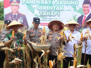 Dukung Ketahanan Pangan Nasional, Polres Pamekasan Panen Raya Jagung di Desa Ponteh