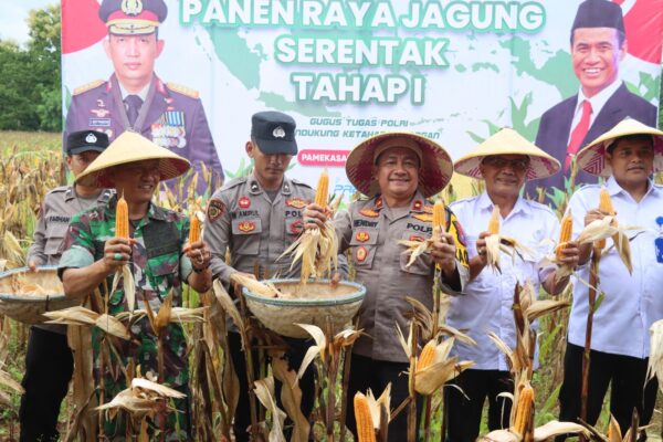 Dukung Ketahanan Pangan Nasional, Polres Pamekasan Panen Raya Jagung di Desa Ponteh