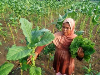 Ketua Komunitas Petani Milenial Pasongsongan Harap Pemerintah Tetap Kolaborasi dengan Petani untuk Tetap Jaga Kualitas Daun Tembakau