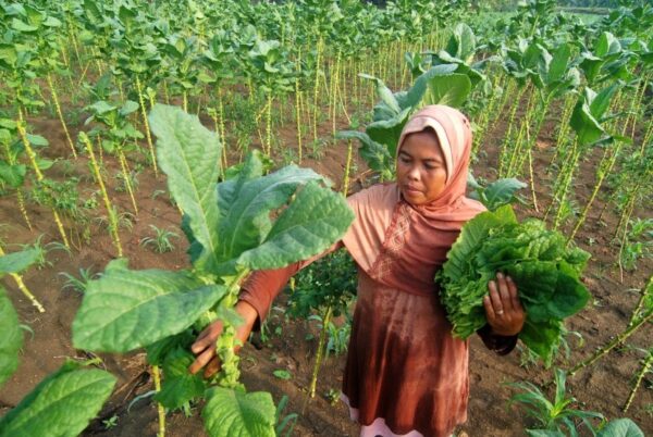 Ketua Komunitas Petani Milenial Pasongsongan Harap Pemerintah Tetap Kolaborasi dengan Petani untuk Tetap Jaga Kualitas Daun Tembakau