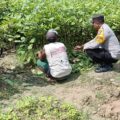 Dukung Asta Cita Presiden, Pak Bhabin Berkebun Sayur Mayur Bersama Petani di Pamekasan.