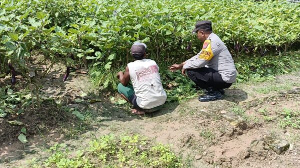 Dukung Asta Cita Presiden, Pak Bhabin Berkebun Sayur Mayur Bersama Petani di Pamekasan.