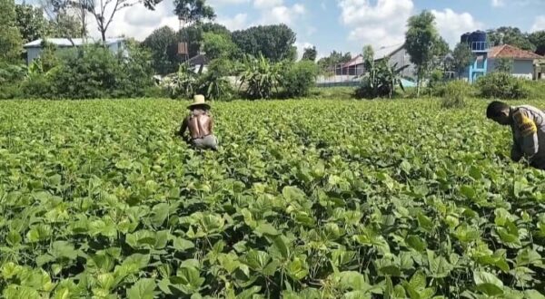 Dukung Asta Cita Presiden, Pak Bhabin Bantu Petani Tanam Kacang Hijau Di Pamekasan