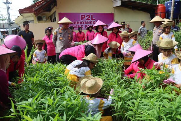 Program Ketahanan Pangan, Kapolres Pamekasan Bersama PJU dan Ibu Ketua Bhangkari Panen Lele dan Tanaman Holtikultura 