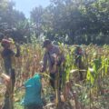 Kadur Polres Pamekasan Dampingi Petani Panen Jagung dan Awasi Distribusi hingga ke Pasar