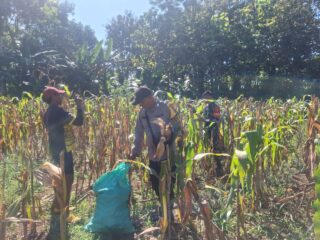 Kadur Polres Pamekasan Dampingi Petani Panen Jagung dan Awasi Distribusi hingga ke Pasar