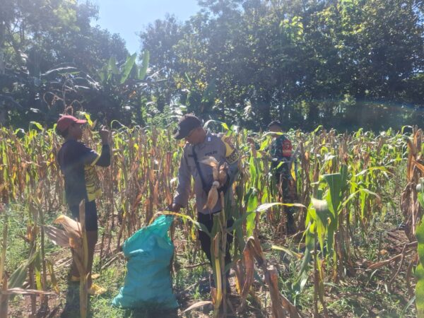 Kadur Polres Pamekasan Dampingi Petani Panen Jagung dan Awasi Distribusi hingga ke Pasar